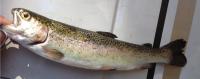 Kernville - Rainbow Trout October 2014