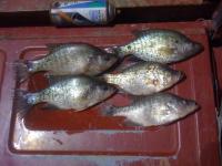 Crappie