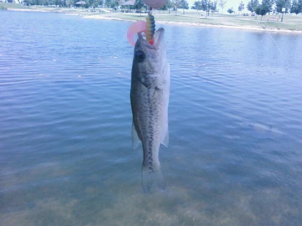 One of those very little bass I picked up One of those very little bass I picked up