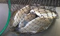 Trip to Lake Nacimiento (White Bass Fishing) Trip to Lake Nacimiento (White Bass Fishing)